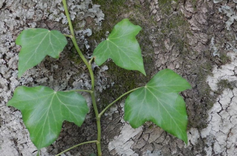 Hedera helix ?   S !